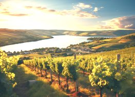 tranquil-scene-vineyard-sunset-rural-landscape-winery-sunlight-autumn-harvest-generated-by-artificial-intelligence